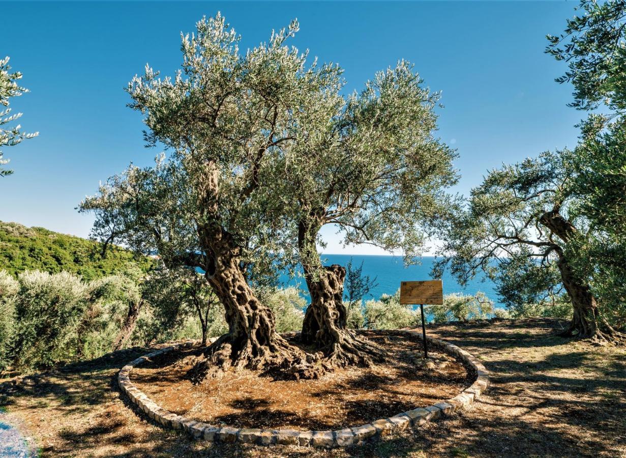 Holiday Park Olive Tree Ulcinj Exteriör bild